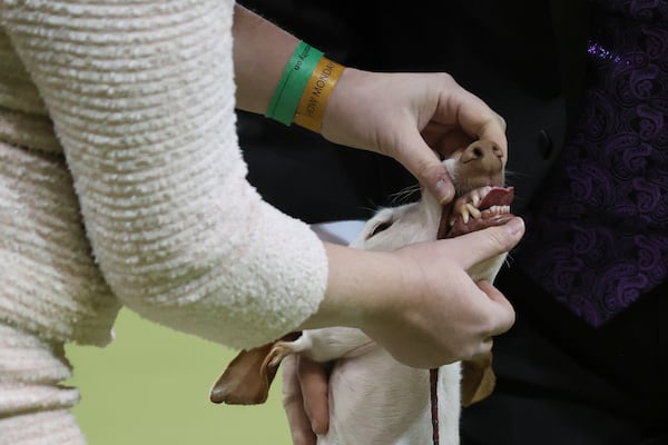 The Zit, an Ibizan Hound, has their teeth checked during Hound group judging at the 149th Westminster Kennel Club Dog show, Monday, Feb. 10, 2025, in New York. (AP Photo/Heather Khalifa)