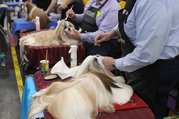 Shih Tzu dogs are groomed in the benching area at the 149th Westminster Kennel Club Dog show, Monday, Feb. 10, 2025, in New York. (AP Photo/Heather Khalifa)