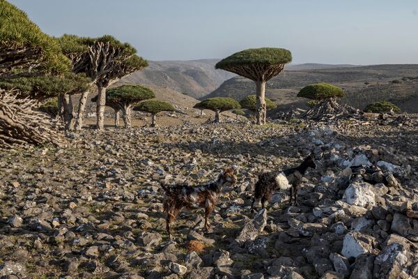 Goats roam amidst dragon's blood trees on the Yemeni island of Socotra on Sept. 18, 2024.(AP Photo/Annika Hammerschlag)