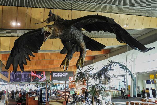A sculpture of an eagle from the Hobbit films, ridden by the wizard Gandalf, hangs over the food court area of Wellington Airport, in Wellington, New Zealand, Monday, May 5, 2025. (AP Photo/Charlotte Graham-McLay)