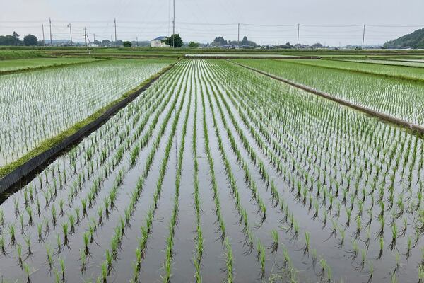 A rice field in Mito, Japan, where farmers are being encouraged to grow more of the staple crop to make up for shortages on store shelves, on Wednesday, May 22, 2025. (AP Photo/Elaine Kurtenbach)