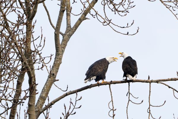 FILE - A pair of bald eagles call out while resting on a tree next to Union Bay, Jan. 16, 2024, in Seattle. (AP Photo/Lindsey Wasson, File)