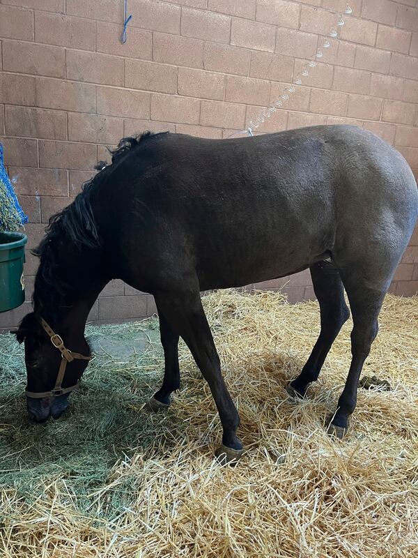 In this photo provided by Julia Bagan, a mare dubbed Flicka eats at the Chino Valley Equine Hospital in Chino Hills, Calif., Thursday, Jan. 8, 2025, after she was rescued from the Eaton Fire in Altadena on Wednesday. (Julia Bagan via AP)