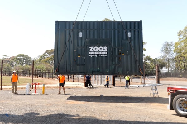 In this photo provided by Zoos Victoria on Thursday, Feb. 13, 2025, a shipping container loaded with an elephant is unloaded as part of a program in Australia to move a herd of Asian elephants from Melbourne Zoo to Werribee Open Range Zoo. (Zoos Victoria via AP)