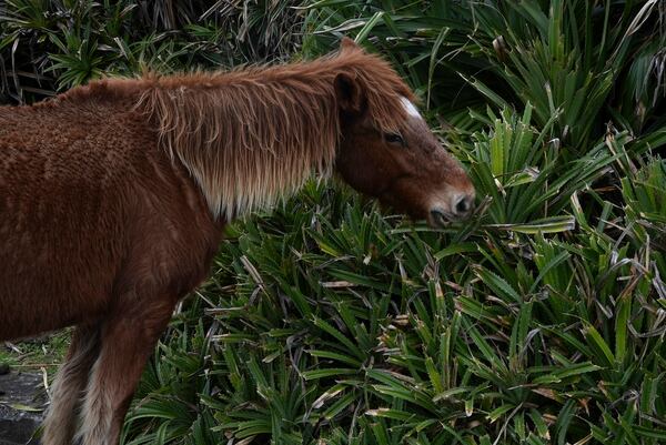 A wild horse chews vegetation grown near the Japan Self-Defense Forces base on Yonaguni, a tiny island on Japan’s western frontier, Friday, Feb. 14, 2025. (AP Photo/Ayaka McGill)