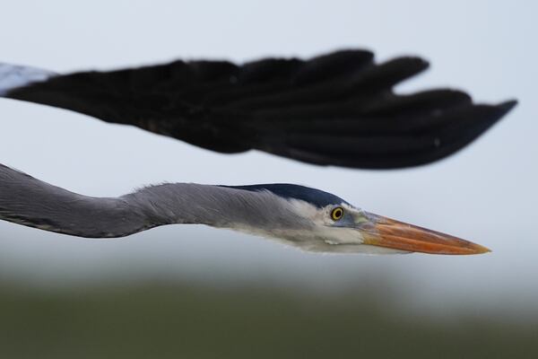 A great blue heron flies inside Florida's Everglades National Park, Wednesday, Nov. 20, 2024. (AP Photo/Rebecca Blackwell)