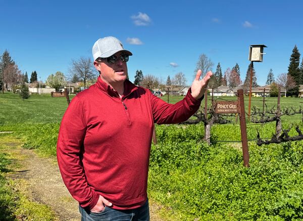 Craig Ledbetter of Vino Farms stands in a demonstration vineyard outside the Lodi Wine Visitor Center in Lodi, Calif., March 18, 2025. (AP Photo/Terry Chea)