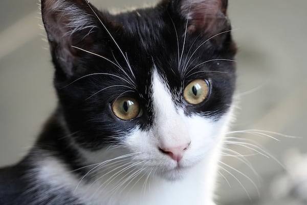 Maxwell, a young male was one of two kittens that the Leicester family adopted after their beloved adult cat Jimmy was run over and killed last year, Friday, Feb. 14, 2025, in Le Pecq. (AP Photo/John Leicester)