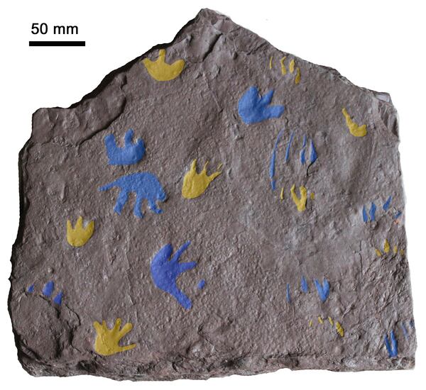 This image provided by Prof. Per Erik Ahlberg shows a slab of sandstone found near Melbourne, Australia preserving fossil footprints from a reptile-like animal that lived around 350 million years ago. The footprints are highlighted in yellow (front feet) and blue (back feet) and show the movements of three similar animals, researchers say. (Grzegorz Niedzwiedzki/Prof. Per Erik Ahlberg via AP)