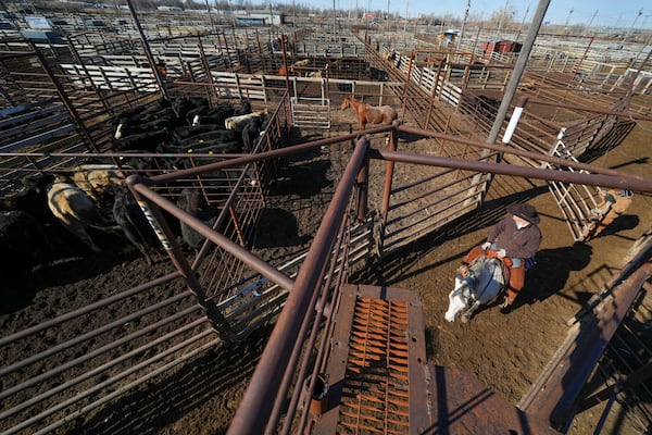 A cattle handler rides atop a horse as cattle sit in pens after being auctioned at the Oklahoma National Stockyards Tuesday, Jan. 14, 2025, in Oklahoma City. (AP Photo/Julio Cortez)