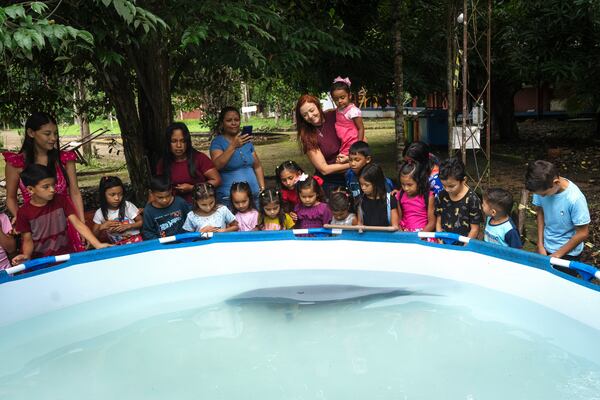 Bacuri, a rescued manatee, swims as children observe in the Emilio Goeldi Museum's scientific base at Caxiuana National Forest in Para state, Brazil, Friday, March 21, 2025. (AP Photo/Jorge Saenz)