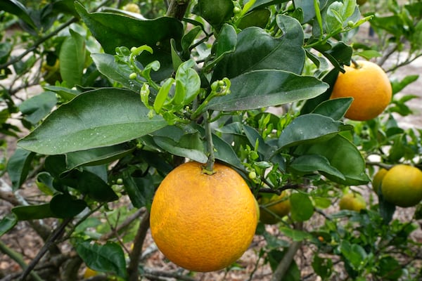 An orange tree infected with Asian citrus psyllids is seen in a large grove, Tuesday, Feb. 18, 2025, in Sebring, Fla. The insect causes citrus greening, a bacterial infection, which over time affects the production of fruit. There is no known cure. (AP Photo/Marta Lavandier)