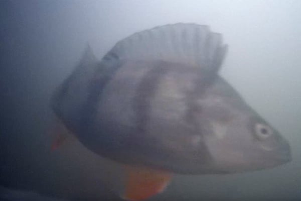 Undated photo of a perch fish at a river lock in the central Dutch city of Utrecht, Netherlands, where a "fish doorbell" was installed that lets viewers of an online livestream alert authorities to fish being held up as they make their springtime migration to shallow spawning grounds. (Visdeurbel via AP)