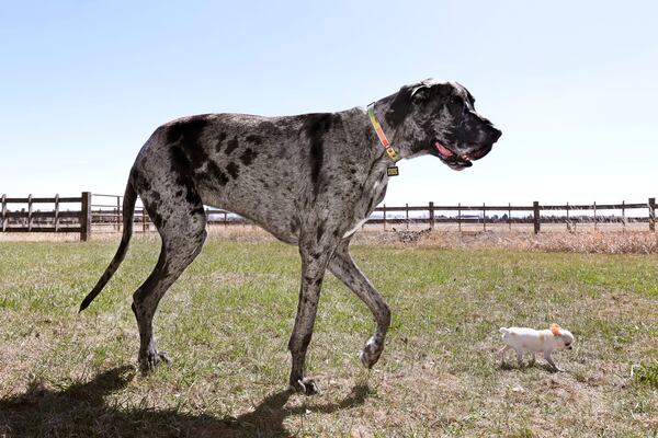 This April 5, 2025, photo shows Reginald, the world's tallest living dog as certified by Guinness World Records, during a play date in Idaho Falls, Idaho, with the world's smallest living dog. (Photo by Natalie Behring/Guinness World Records via AP)