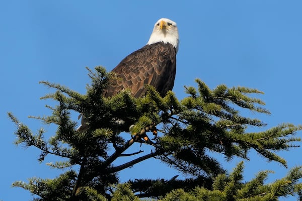 FILE - A bald eagle rests on a tree next to Union Bay, Jan. 16, 2024, in Seattle. (AP Photo/Lindsey Wasson, File)