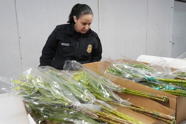 U.S Customs and Border Protection agriculture specialist Elaine Mendez looks for pests inside boxes of lilies, Friday, Feb. 7, 2025, at Miami International Airport in Miami. (AP Photo/Marta Lavandier)