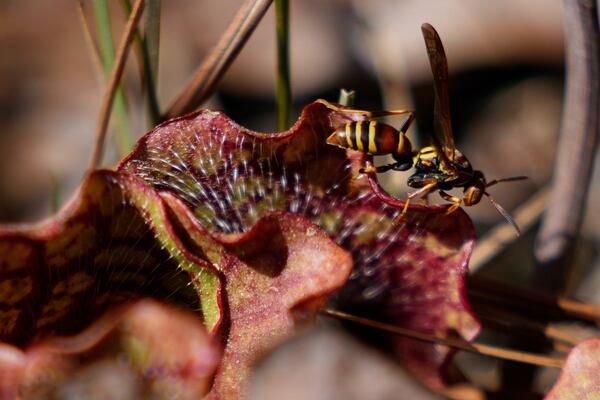 A hornet sits on a pitcher plant at the Carolina Beach State Park on Saturday, March 22, 2025, in Carolina Beach, N.C. (AP Photo/Erik Verduzco)