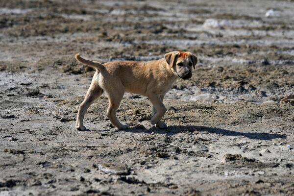 A puppy walks on an area with mud and saltwater in a neighborhood of Gwadar, Pakistan, Tuesday, Jan. 14, 2025. (AP Photo/Anjum Naveed)