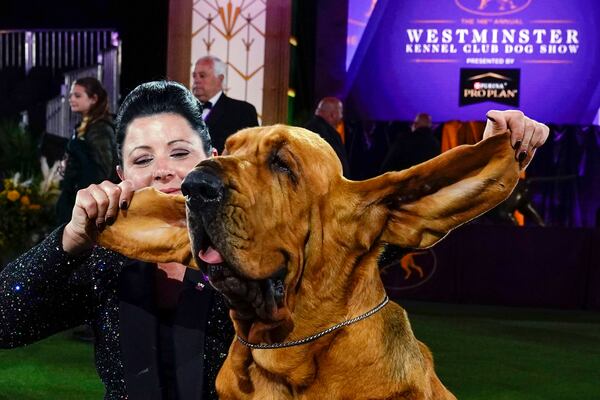 FILE — Heather Helmer poses for photographs with Trumpet, a bloodhound, after Trumpet won best in show at the 146th Westminster Kennel Club Dog Show, June 22, 2022, in Tarrytown, N.Y. (AP Photo/Frank Franklin II, File)