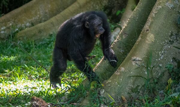 In this photo provided by researchers, a wild male chimpanzee drums on a buttress tree while producing a pant-hoot call as he joins his groupmates in the Budongo Forest of Uganda in May 2017. (Adrian Soldati via AP)