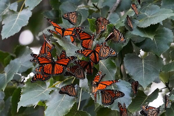 FILE - Monarch butterflies from Canada stop to rest in Wendy Park on their way to Mexico, Sept. 12, 2023, in Cleveland. (AP Photo/Sue Ogrocki, File)