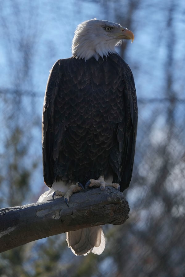 A bald eagle named Freedom perches on a branch at the Turtle Back Zoo in West Orange, N.J., Wednesday, Jan. 15, 2025. (AP Photo/Seth Wenig)