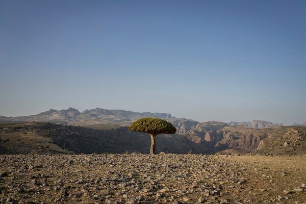A dragon blood's tree sits above a canyon on the Yemeni island of Socotra on Sept. 18, 2024. (AP Photo/Annika Hammerschlag)
