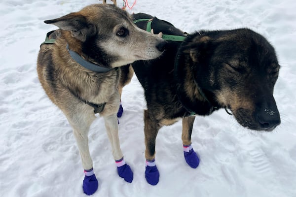 FILE - Ghost, left, and Sven, two leaders on the team of Ryan Redington, the 2023 Iditarod Trail Sled Dog champion, stand ahead of a training run, Feb. 26, 2024, in Knik, Alaska. (AP Photo/Mark Thiessen, File)