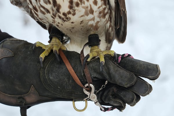 Alexie Echo-Hawk, a juvenile red-tailed hawk, perches on the hand of Stephanie Stevens, Friday, Feb. 14, 2025, before a hunt in Greenleaf, Wis. (AP Photo/Joshua A. Bickel)