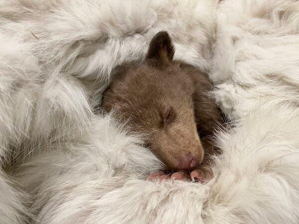 In this photo provided by San Diego Humane Society, a bear cub, which was found alone in Los Padres National Forest, sleeps at the San Diego Human Society Ramona Wildlife Center on Monday, April 14, 2025, in Ramona, Calif. (San Diego Humane Society via AP)