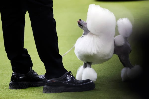 Sera the poodle looks up during Toy group judging at the 149th Westminster Kennel Club Dog show, Monday, Feb. 10, 2025, in New York. (AP Photo/Heather Khalifa)