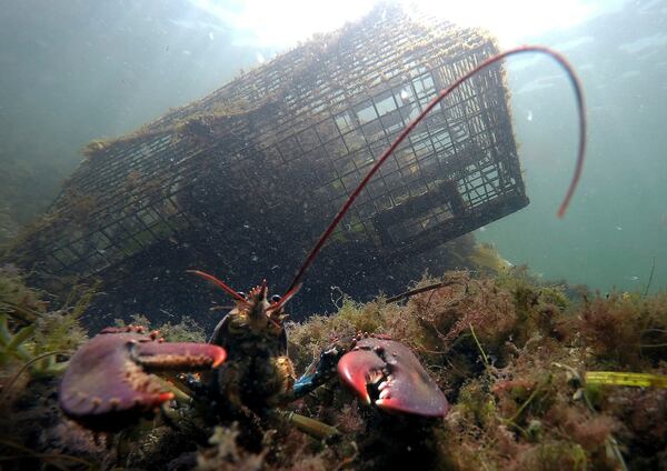 FILE - A lobster guards its territory in front of a trap off Biddeford, Maine, on Sept. 3, 2018. (AP Photo/Robert F. Bukaty, file)
