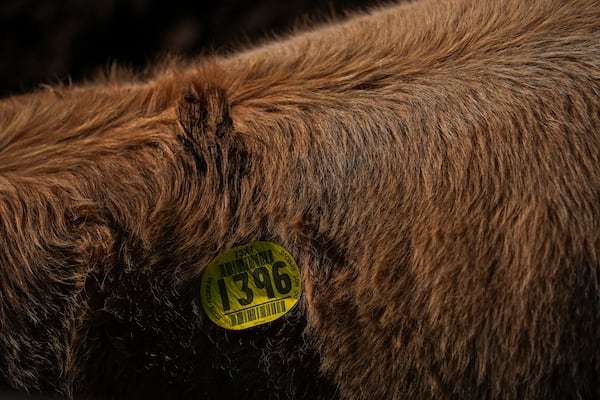 A sticker is seen on a cow after it was auctioned at the Oklahoma National Stockyards Tuesday, Jan. 14, 2025, in Oklahoma City. (AP Photo/Julio Cortez)