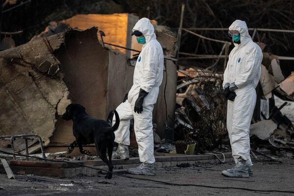 A search dog searches at a home destroyed by the Eaton Fire in Altadena, Calif., Saturday, Jan. 11, 2025. (Stephen Lam/San Francisco Chronicle via AP)