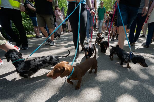 Dachshunds and their owners take part in an attempt to set Hungary’s record for the largest dog walk of a single breed, at Budapest City Park, Budapest, Thursday, May 1, 2025. (AP Photo/Denes Erdos)