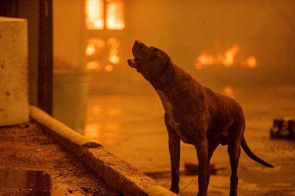 A dog barks as the Eaton Fire destroys a neigbhorhood Wednesday, Jan. 8, 2025 in Altadena, Calif. (AP Photo/Ethan Swope)