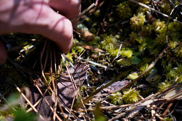 Park ranger Jesse Anderson searches for Venus flytraps during a weekly carnivorous plant hike Saturday, March 22, 2025, in Carolina Beach, N.C. (AP Photo/Erik Verduzco)