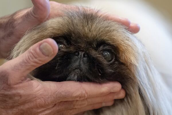 President of the Westminster Kennel Club Donald Sturz shows Fiona, his pet pekingese, during an interview with The Associated Press at The New Yorker hotel, Thursday, Jan. 30, 2025, in New York. (AP Photo/Julia Demaree Nikhinson)