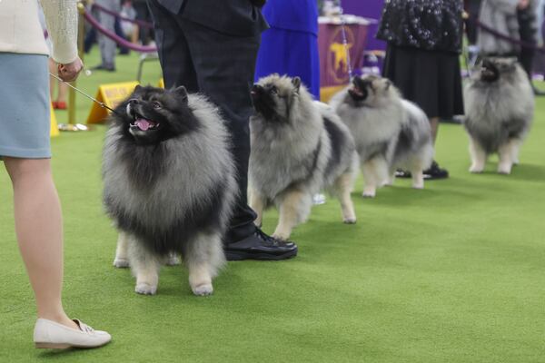 Keeshond dogs look up at their handlers during judging at the 149th Westminster Kennel Club Dog show, Monday, Feb. 10, 2025, in New York. (AP Photo/Heather Khalifa)