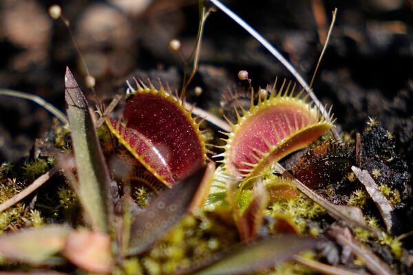 Venus flytraps are seen at the Carolina Beach State Park on Saturday, March 22, 2025, in Carolina Beach, N.C. (AP Photo/Erik Verduzco)