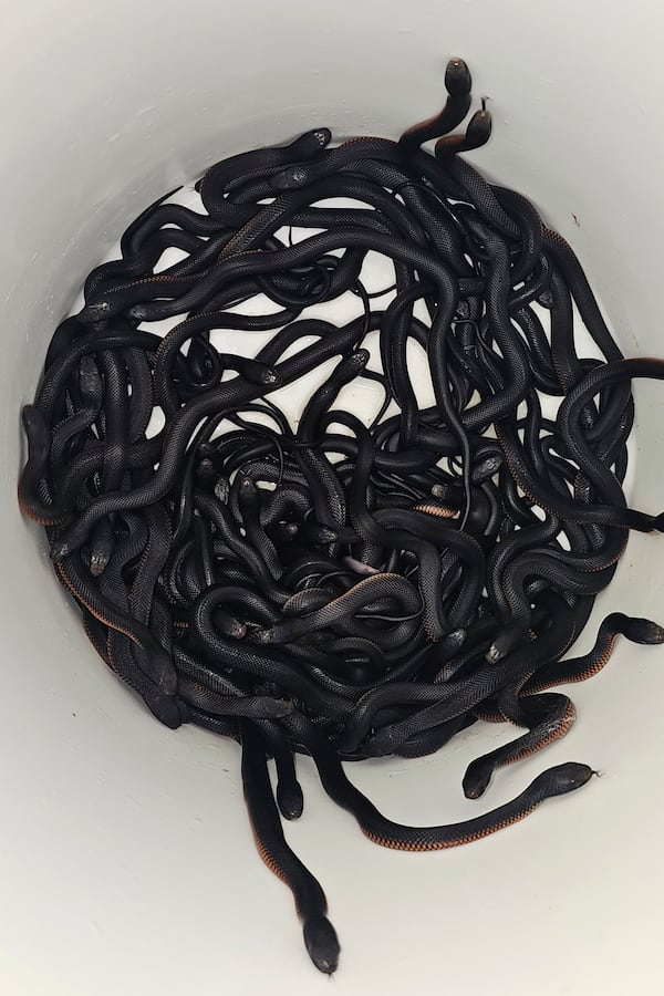 In this photo provided by Cory Kerewaro, red-belly black snakes are contained in a bucket after 102 of the reptiles were captured from a suburban Sydney yard, on Jan. 31, 2025. (Cory Kerewaro via AP)