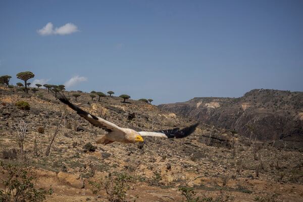 An Egyptian vulture soars above Socotra's Firmihin plateau on Sept. 18, 2024, on the Yemeni island of Socotra. (AP Photo/Annika Hammerschlag)