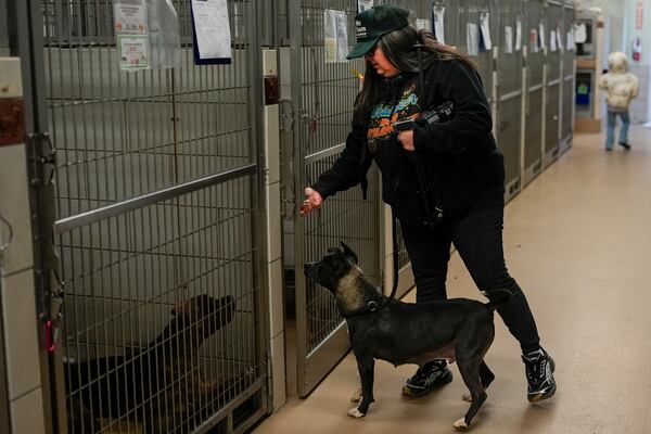 Volunteer Adrian Budnick returns a dog to its kennel at the Metro Animal Care and Control facility Thursday, Feb. 20, 2025, in Nashville, Tenn. (AP Photo/George Walker IV)