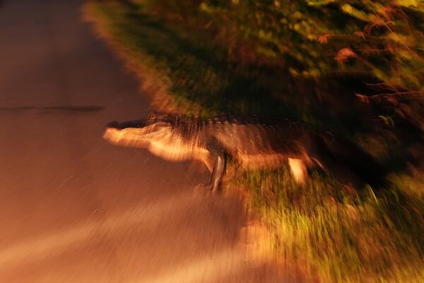 An alligator crosses a path at night in the Shark Valley area of Everglades National Park, Fla., Wednesday, Nov. 20, 2024. (AP Photo/Rebecca Blackwell)