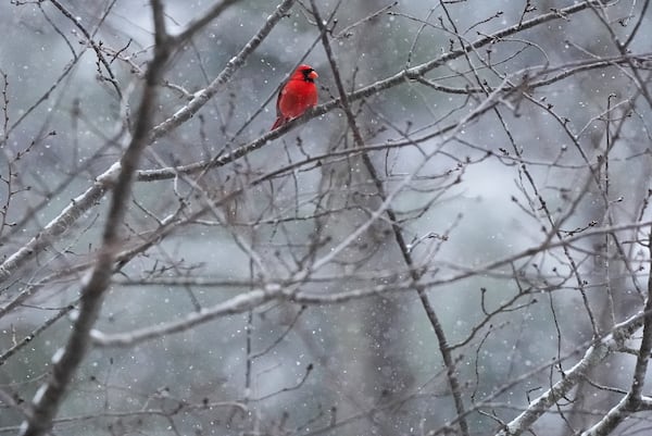 A cardinal sits on a tree branch in the snow during a winter storm on Tuesday, Jan. 21, 2025, in Tucker, Ga. (AP Photo/Brynn Anderson)