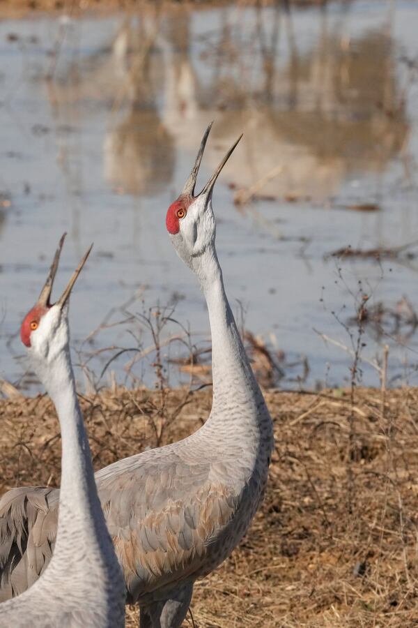 Sandhill cranes are seen at the Wheeler National Wildlife Refuge, Monday, Jan. 13, 2025, in Decatur, Ala. (AP Photo/George Walker IV)