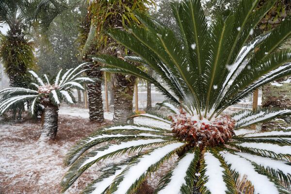 Heavy snow falls onto the Florida Welcome Center on Tuesday, Jan. 21, 2025 in Pensacola, Fla. (Luis Santana /Tampa Bay Times via AP)