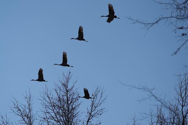 Sandhill cranes fly over the Wheeler National Wildlife Refuge, Monday, Jan. 13, 2025, in Decatur, Ala. (AP Photo/George Walker IV)