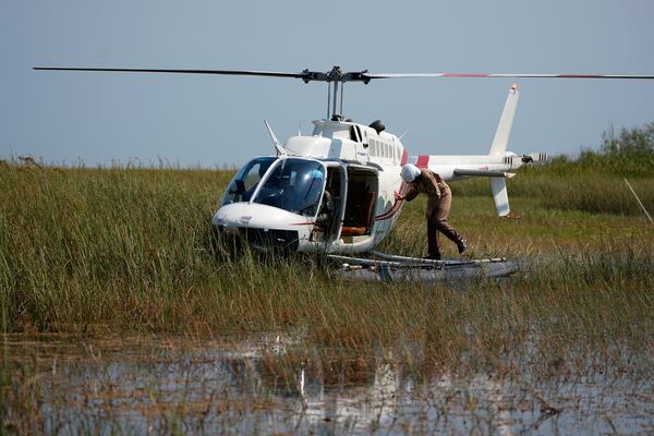 A park employee collecting water quality samples stands atop the pontoon of an Everglades National Park amphibious helicopter, after it landed on Shark River Slough in Florida's Everglades National Park, Tuesday, May 14, 2024, (AP Photo/Rebecca Blackwell)