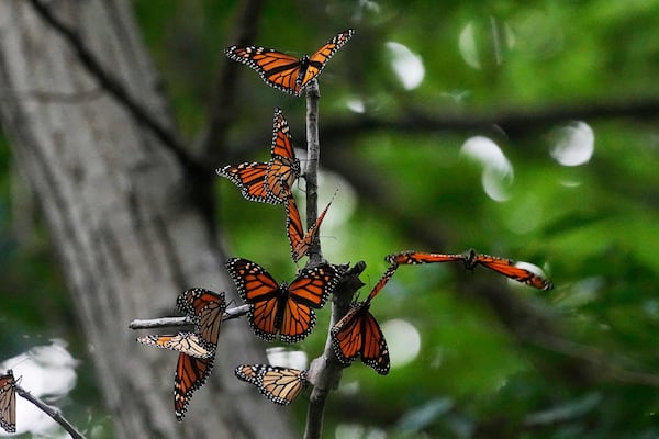 FILE - Monarch butterflies from Canada stop to rest in Wendy Park on their way to Mexico, Sept. 12, 2023, in Cleveland. (AP Photo/Sue Ogrocki, File)